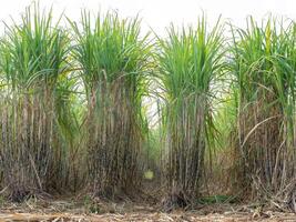 Zuckerrohrplantagen, die landwirtschaftliche tropische Pflanze in Thailand foto