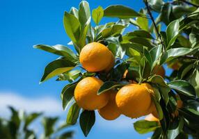 ai generiert reif und saftig Orangen, Mandarine und Mandarin hängend auf Baum mit Blau Himmel. gesund Lebensmittel. foto