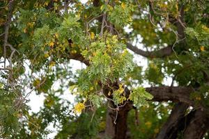 roter Mombin-Baum foto