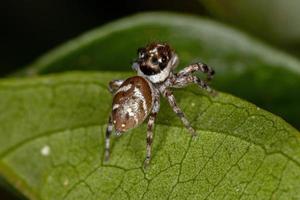 kleine springende Spinne foto