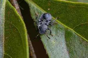 Pentatomomorpher Bug, der Schildkrötenameisen nachahmt
