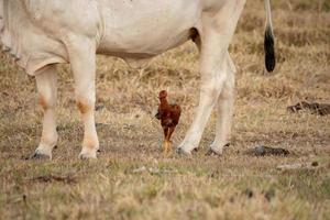 Haustier Huhn foto