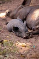 schwarzes Schwein gezüchtet foto