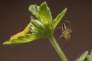 gestreifte Luchsspinne und Flohkäferlarven foto