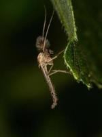 erwachsene Culicine-Mücke foto