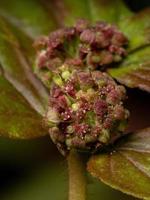 Blüten und Früchte einer Asthmapflanze foto