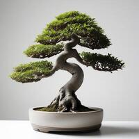 ai generiert Bonsai im Zement Töpfe solide Stark Weiß Hintergrund. ai generativ foto