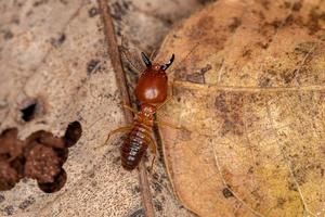 erwachsene Kieferschnauze-Termite foto