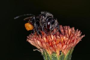 erwachsene stachellose Biene foto