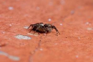 weibliche Springspinne foto