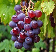 ai generiert reif rot Wein Trauben im das Weinberg nach das Regen. foto