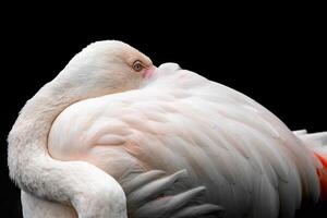 Rosa Flamingo gegen schwarz Hintergrund foto