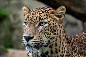 Ceylon Leopard, Panthera pardus kotiya, groß entdeckt Katze foto