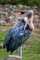 Marabu Storch. Porträt von groß waten Vogel Marabu Storch. foto