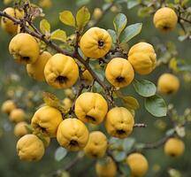 ai generiert Quitte Früchte auf ein Ast. Quitte Baum mit Gelb Früchte. foto