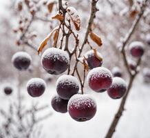 ai generiert gefroren rot Pflaume auf das Geäst von ein Baum im Winter. foto