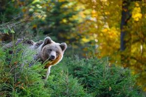 Wilder Braunbär im Herbstwald. Tier im natürlichen Lebensraum. Wildtierszene foto