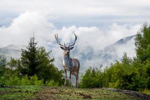 Hirsch auf Berghintergrund mit Wolken im Berg foto