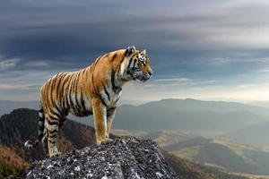 Tiger steht auf einem Felsen vor dem Hintergrund des Abendberges foto