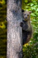 Wilder Braunbär lehnt sich im Herbstwald an einen Baum. Tier im natürlichen Lebensraum. Wildtierszene