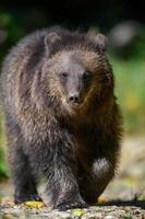 Babyjunges wilder Braunbär im Herbstwald. Tier im natürlichen Lebensraum foto