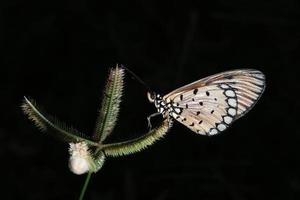 Schmetterling auf einem Ast foto