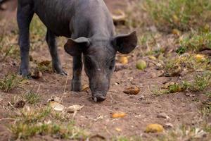 schwarzes Schwein gezüchtet foto