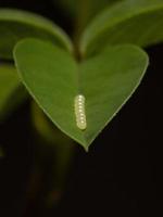 Eier von Insekten foto