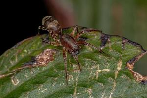 erwachsene weibliche Ameisen-Nachahmungssackspinne foto