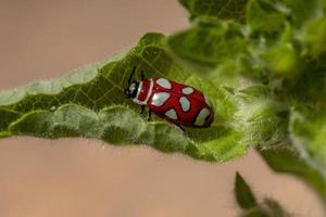 erwachsener Flohkäfer foto