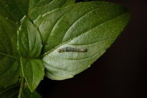 Raupe einer Cutworm Motte auf einem süßen Basilikum foto