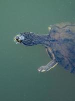 Geoffroy Seitenhalsschildkröte
