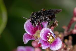 erwachsene weibliche stachellose Biene foto