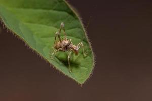 Blatt Katydid Nymphe foto