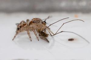 Pantropische Springspinne, die eine Culicine-Mücke jagt