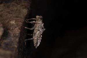damselfly insekt maus