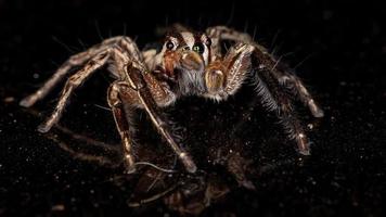 pantropische Springspinne foto