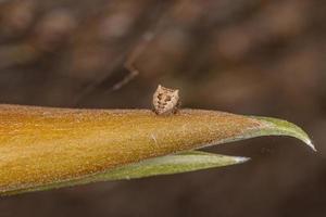 kleine Orbweaver-Spinne