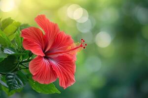 ai generiert rot Hibiskus Blume auf ein Grün Hintergrund. im das tropisch Garten. foto