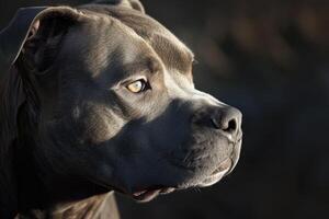 ai generiert Porträt von ein Grube Stier Hund. foto