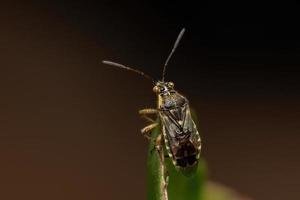 erwachsener geruchloser Pflanzenkäfer foto