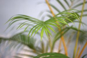 grünes tropisches Palmenblatt mit Schatten auf weißer Wand foto