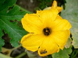 Blume von Zucchini mit Bienen. Bestäubung von Blumen. wachsend Zucchini auf ein Gemüse Garten. foto