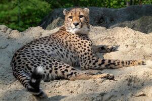 Gepard Porträt Lügen Nieder im das Sand foto