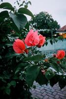 Papier Blumen oder Bougainvillea sind Beliebt Zier Pflanzen. draussen Zier Pflanzen. foto