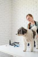 lächelnde Frau, die Bichon Frise Hund im Salon pflegt foto