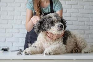 lächelnde Frau, die Bichon Frise Hund im Salon pflegt foto