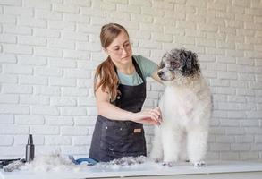 lächelnde Frau, die Bichon Frise Hund im Salon pflegt foto