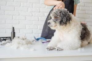 lächelnde Frau, die Bichon Frise Hund im Salon pflegt foto