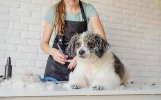 lächelnde Frau, die Bichon Frise Hund im Salon pflegt foto